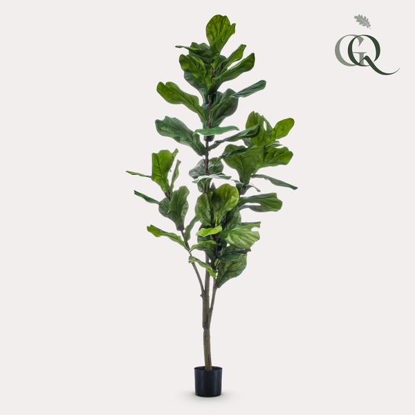 Prachtige grote kunstplant Vioolplant oftewel Ficus Lyrata - 150cm -Tabaksplant Everspring