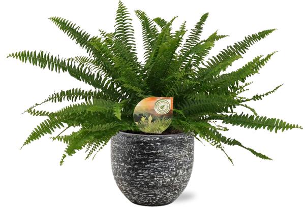 Nephrolepis Green Lady - Ø17cm - ↕40cm + Tim Pot D18x16cm - Zwart Wit Everspring