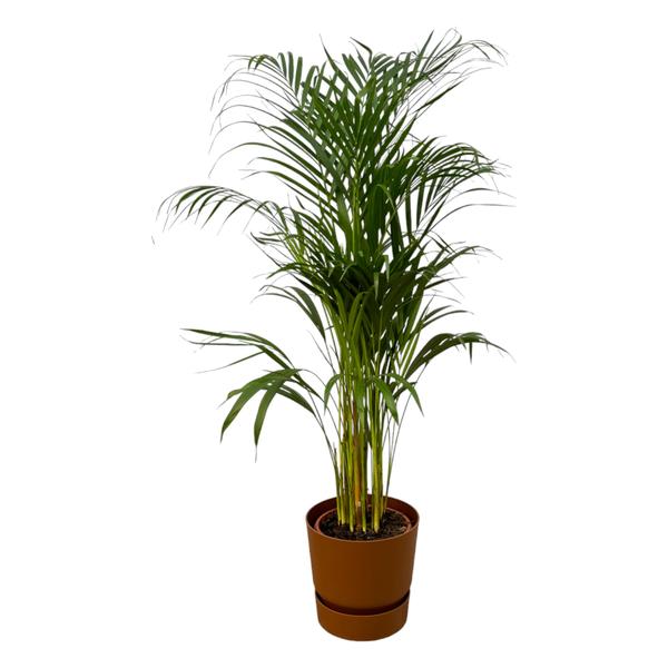 Areca palm - ↨110cm - Ø21cm inclusief elho Greenville Round bruin D24xH23 Everspring