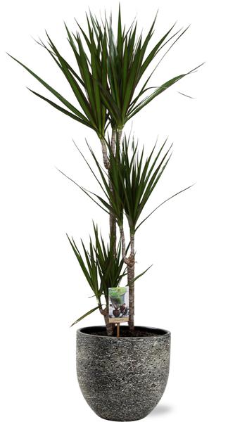 Dracaena Marginata - Ø21cm - ↕120cm + Tim Pot D24x22cm - Zwart Wit Everspring