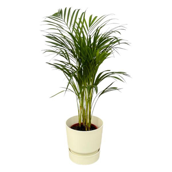 Areca palm - ↨85cm - Ø19cm inclusief elho Greenville Round wit D24xH23 Everspring