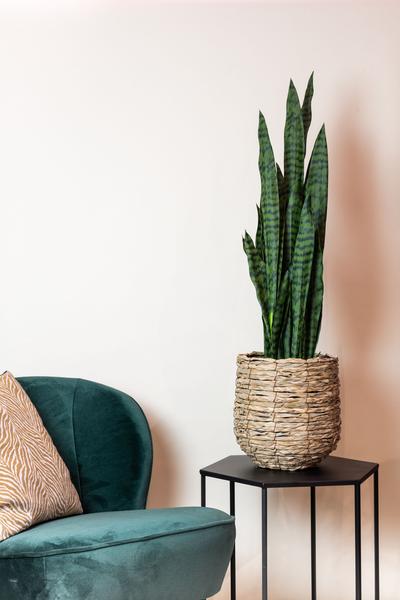 Kunstplant Sanseveria - Vrouwentong - 97 cm (black coral) Everspring