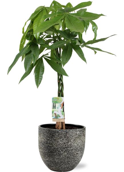 Pachira Aquatica - Ø21cm - ↕90cm + Tim Pot D24x22cm - Zwart Wit Everspring