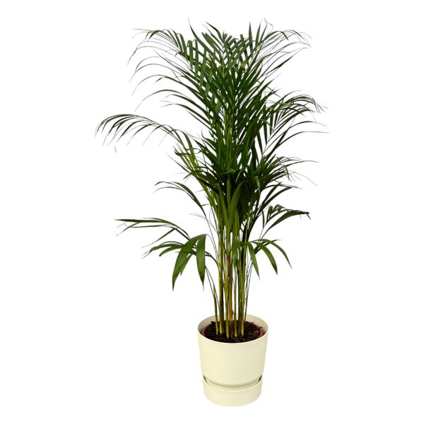 Areca palm - ↨110cm - Ø21cm inclusief elho Greenville Round wit D24xH23 Everspring