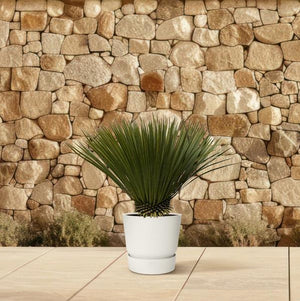 Yucca Rostrata - 80cm- Ø27 Everspring