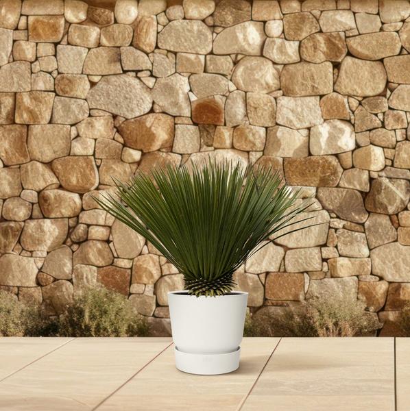 Yucca Rostrata - 80cm- Ø27 Everspring