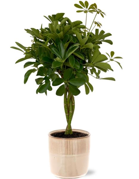 Schefflera Compacta - Ø19cm - ↕80cm + Terni Pot D20x20cm - Roze Everspring