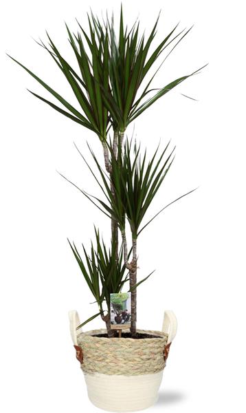 Dracaena Marginata - Ø21cm - ↕120cm + Lily Pot D23x20cm - Wit Everspring