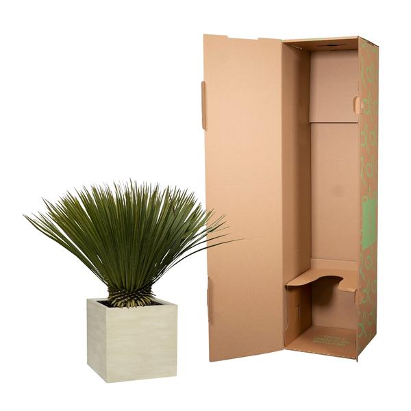 Yucca Rostrata - 80cm- Ø27 Everspring