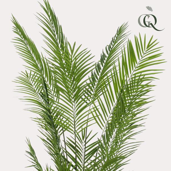 Grote Kunstpalm - 240cm- XL Kunstplant Areca Lutescens (Goudpalm) Everspring
