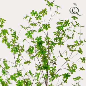 Kunstplant - Tropaeolum Speciosum - Oost Indische Kers - 210 cm Everspring