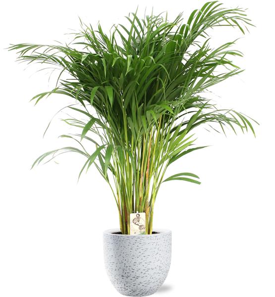 Dypsis Lutescens - Ø24cm - ↕120cm + Tim Pot D24x22cm - Wit Everspring