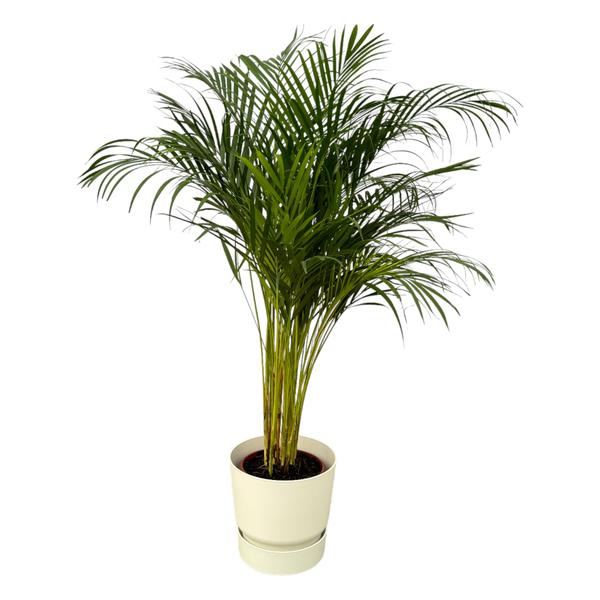 Areca palm - ↨130cm - Ø24cm inclusief elho Greenville Round wit D30xH28 Everspring