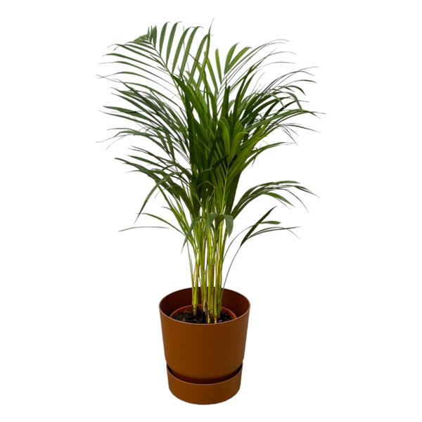 Areca palm - ↨85cm - Ø19cm inclusief elho Greenville Round bruin D24xH23 Everspring