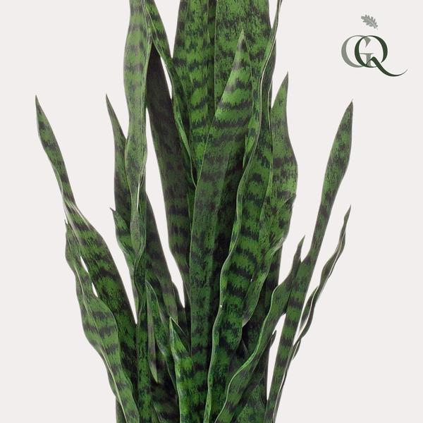 Kunstplant Sanseveria - Vrouwentong - 97 cm (black coral) Everspring