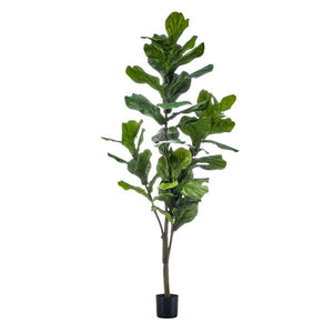 Prachtige grote kunstplant Vioolplant oftewel Ficus Lyrata - 150cm -Tabaksplant Everspring