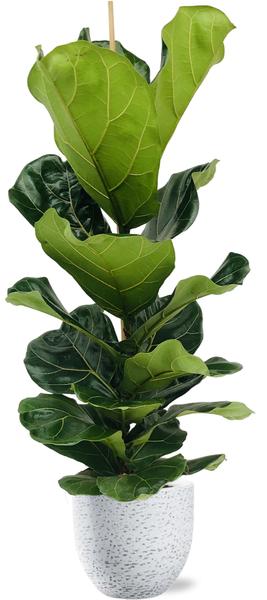 Ficus Lyrata - Ø21cm - ↕100cm + Tim Pot D24x22cm - Wit Everspring