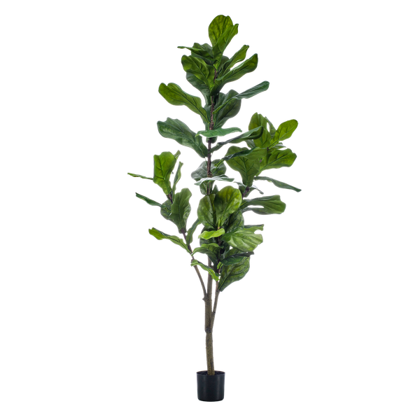 Prachtige grote kunstplant Vioolplant oftewel Ficus Lyrata - 150cm -Tabaksplant Everspring
