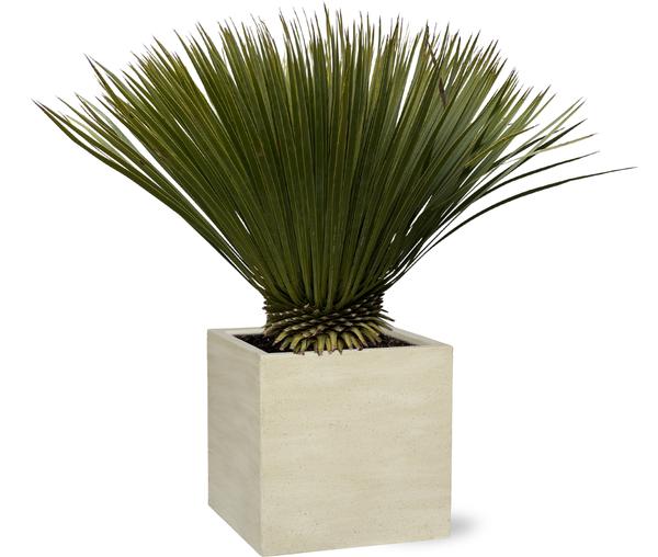 Yucca Rostrata - 80cm- Ø27 Everspring